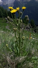 Crepis conyzifolia (Crepis conyzifolia)