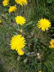 Crepis conyzifolia (Crepis conyzifolia)