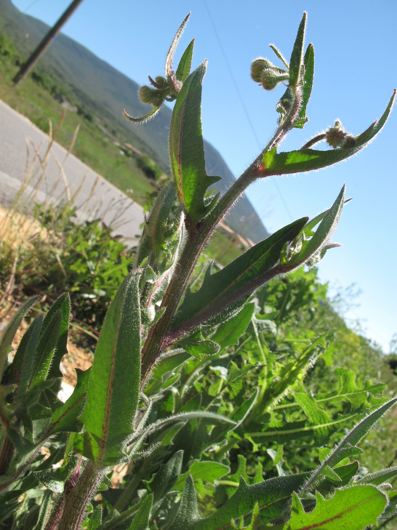 Stinking hawksbeard: Crepis foetida