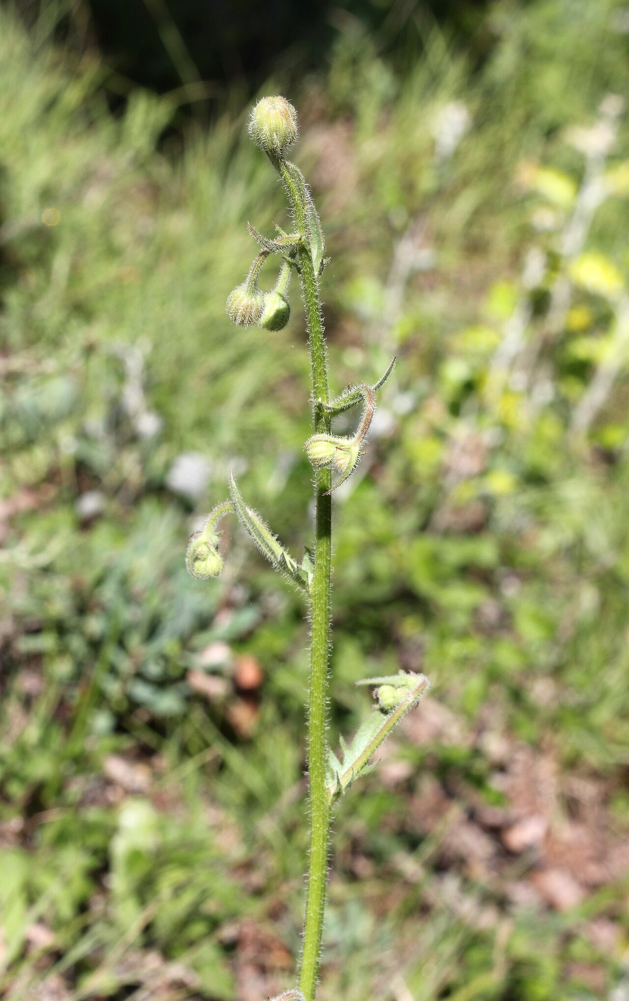 Stinking hawksbeard: Crepis foetida