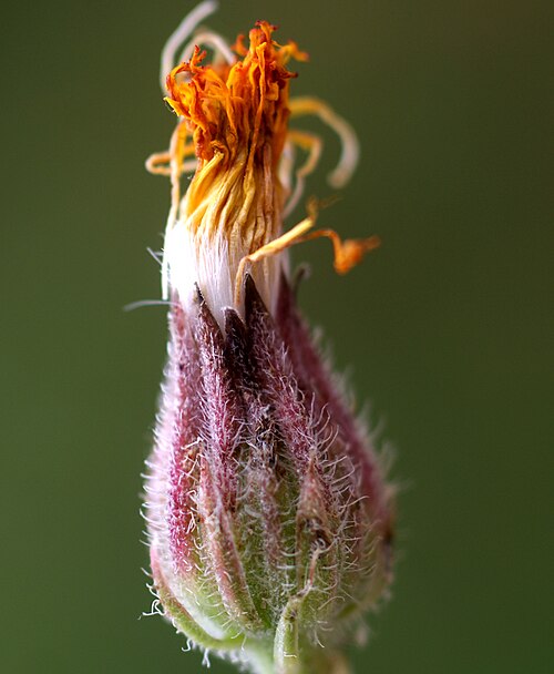 Stinking hawksbeard: Crepis foetida
