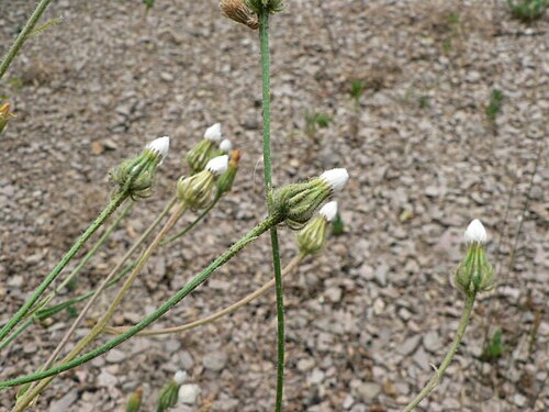 Stinking hawksbeard: Crepis foetida