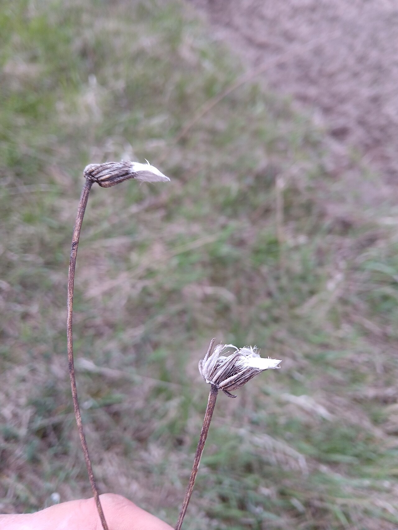 Stinking hawksbeard: Crepis foetida — Field observation from Обуховичі, Київська область, Україна, 07254, Ukraine. Collected by Oleksii Vasyliuk (2026-04-26). Recorded in GBIF occur