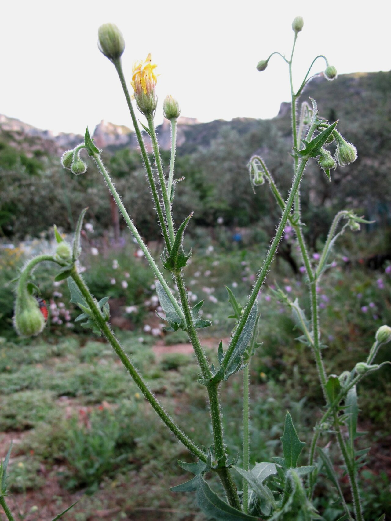 Stinking hawksbeard: Crepis foetida