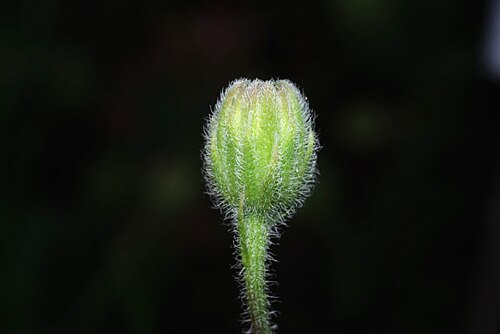 Stinking hawksbeard: Crepis foetida