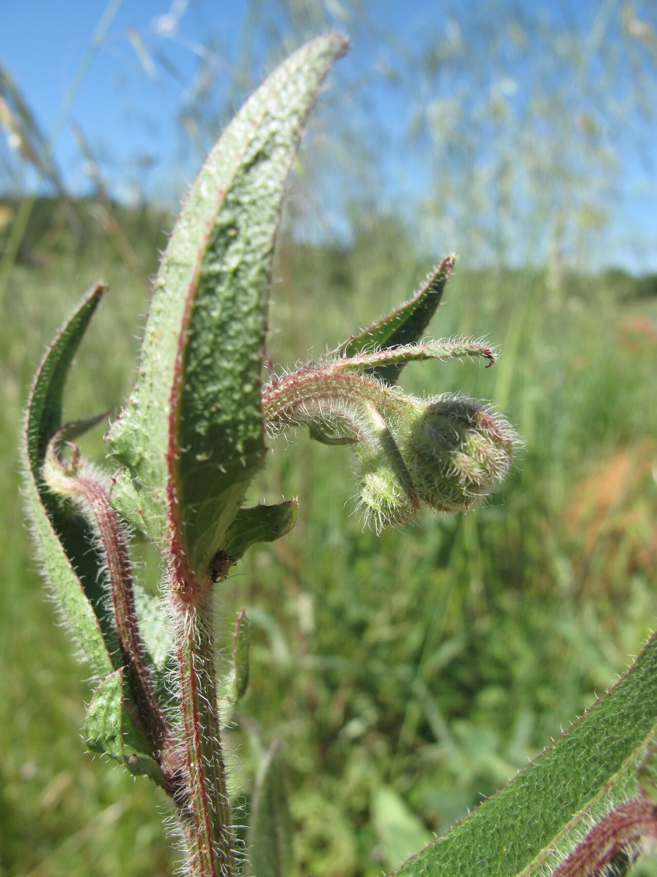 Stinking hawksbeard: Crepis foetida