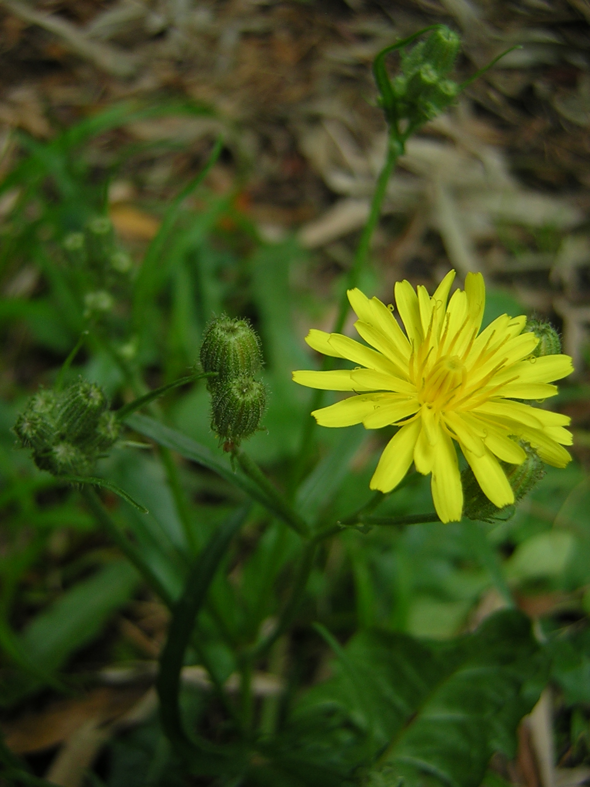 Stinking hawksbeard: Crepis foetida