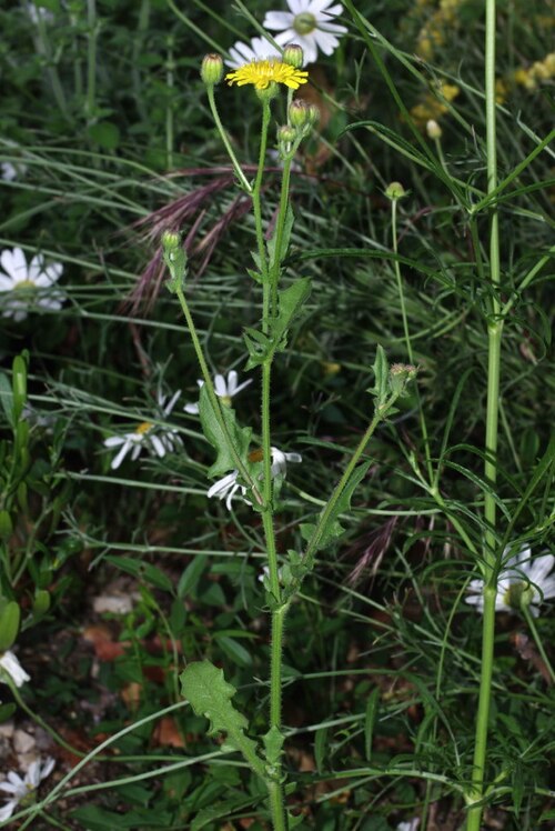 Stinking hawksbeard: Crepis foetida