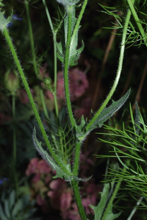 Stinking hawksbeard: Crepis foetida