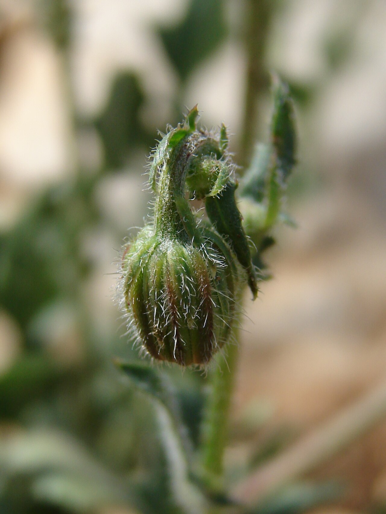 Stinking hawksbeard: Crepis foetida