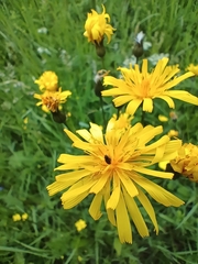 Crepis mollis (Crepis mollis)