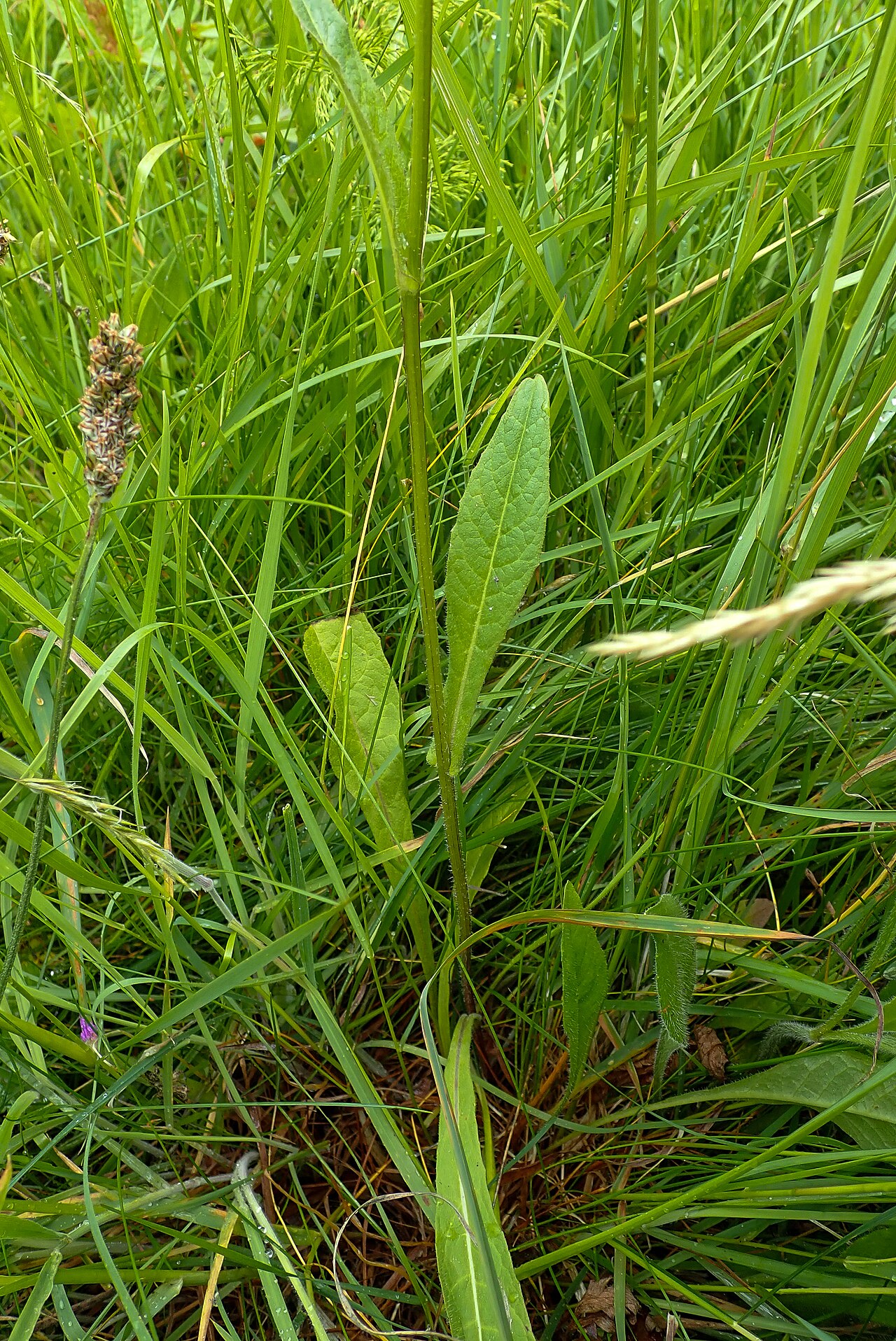 Crepis mollis: Crepis mollis, Aberfeldy