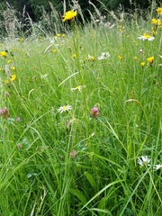 Crepis mollis (Crepis mollis)