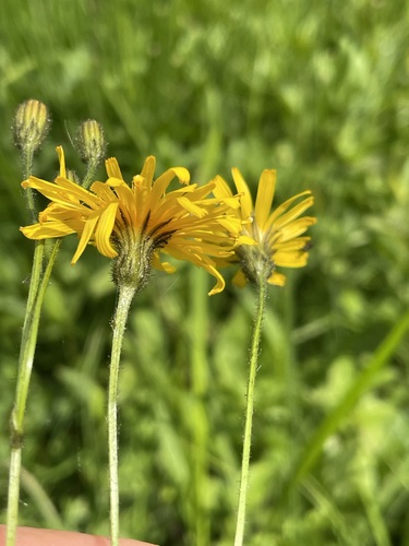 Crepis mollis (Crepis mollis)