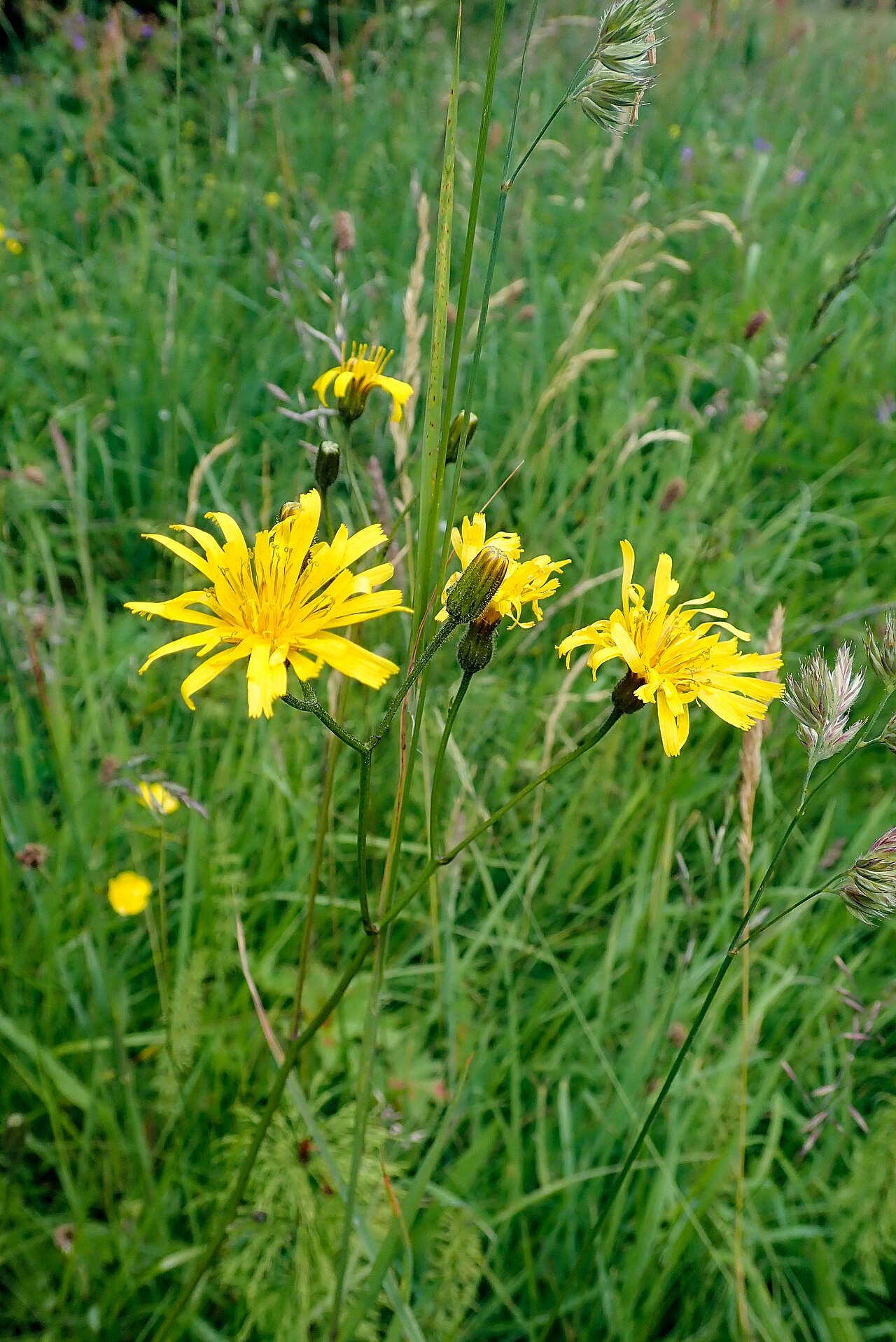 Crepis mollis: Crepis mollis, Aberfeldy