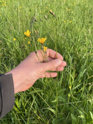 Crepis mollis (Crepis mollis)