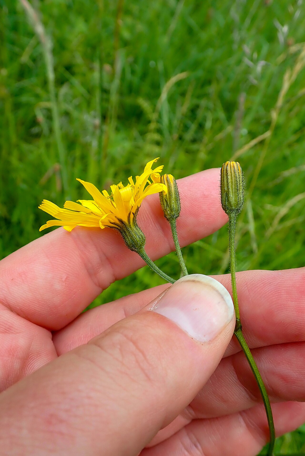 Crepis mollis: Crepis mollis, Aberfeldy