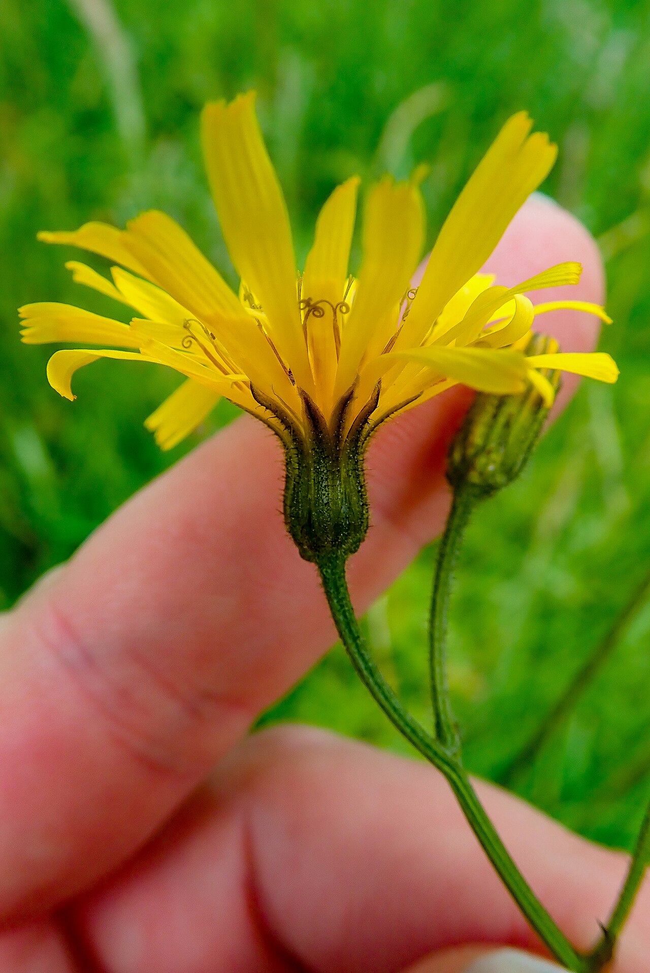 Crepis mollis: Crepis mollis, Aberfeldy