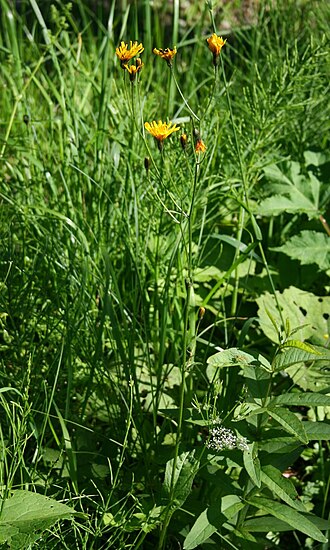 Crepis mollis: Weichhaar-Pippau ( Crepis mollis ), Korbblütler ( Asteraceae ) - Österreich/Austria/Autriche: Oberösterreich, Hausruckviertel, ca. 2 km S Forsthaus Redltal, ca.