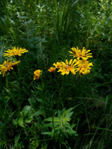 Crepis mollis (Crepis mollis)