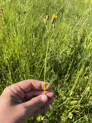 Crepis mollis (Crepis mollis)