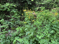 Marsh hawk's-beard (Crepis paludosa)