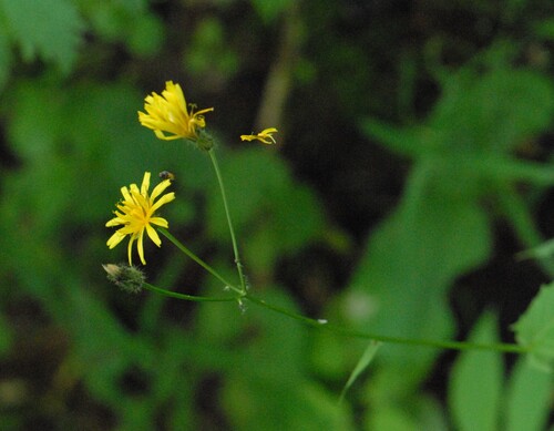 Marsh hawk's-beard (Crepis paludosa)