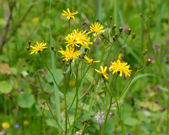 Marsh hawk's-beard (Crepis paludosa)