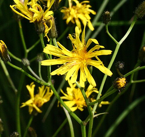 Marsh hawk's-beard: Crepis_paludosa (Radichiella a pappo giallastro) Località : Giardino Botanico Alpino "Giangio Lorenzoni", Pian Cansiglio, Tambre d'Alpago (BL), 1000 m s.l.m.