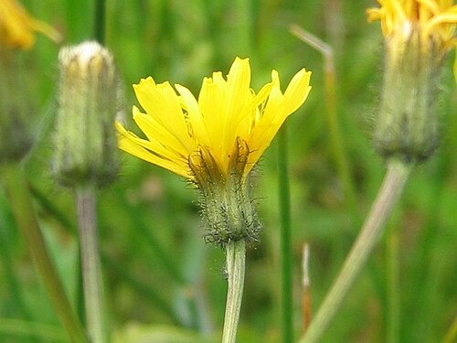 Marsh hawk's-beard: Sumpf-Pippau ( Crepis paludosa ), Gragetopshof