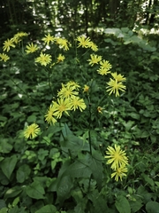Marsh hawk's-beard (Crepis paludosa)