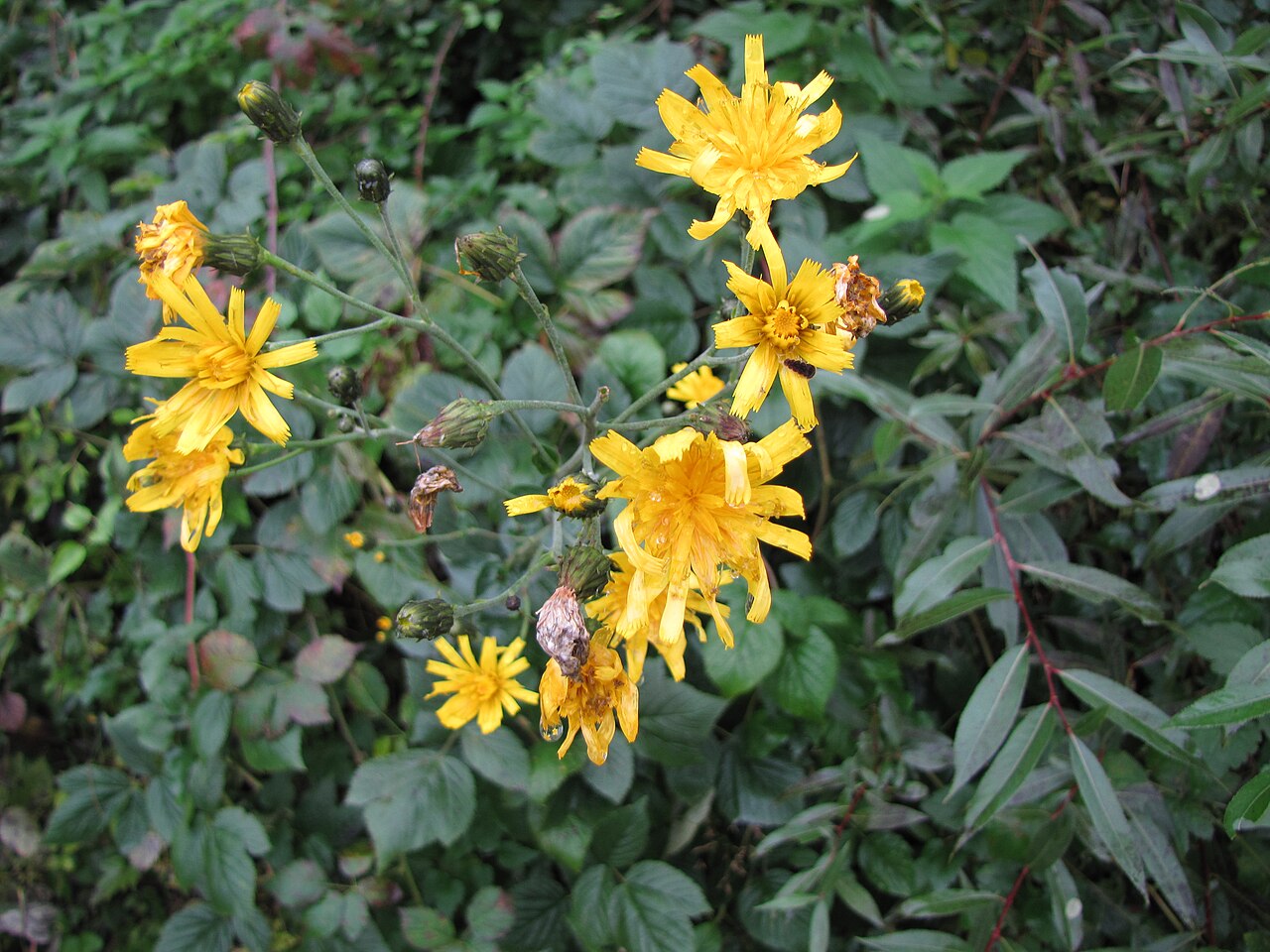 Smallflower hawksbeard: Crepis pulchra in the vicinity of Bosilegrad (SE Serbia).