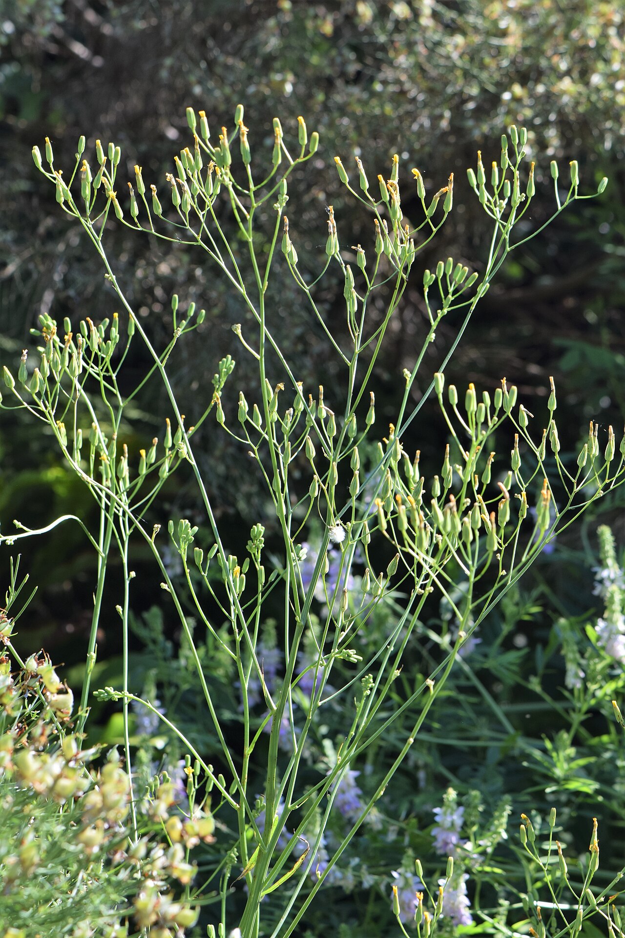 Smallflower hawksbeard: Crepis pulchra in the Botanischer Garten, Berlin-Dahlem