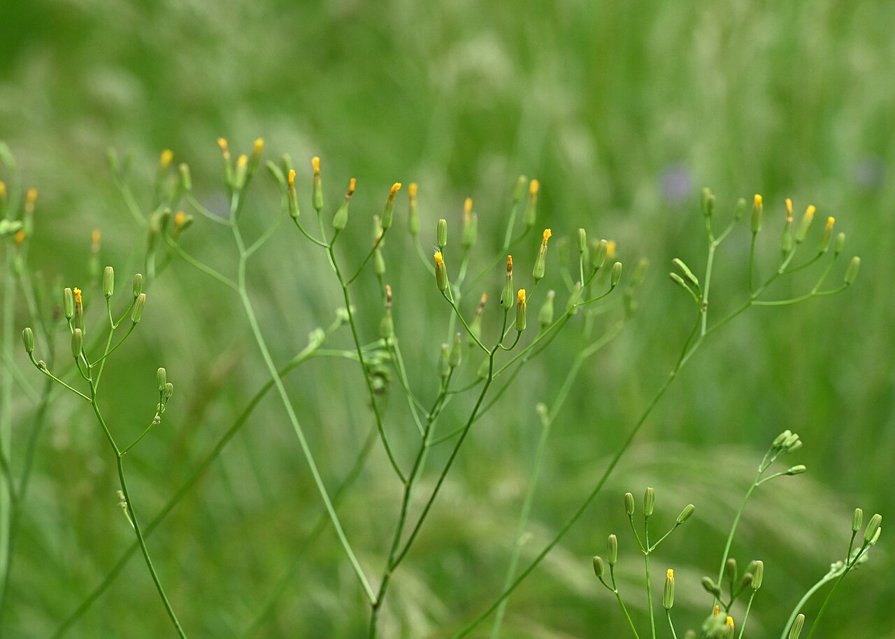 Smallflower hawksbeard: Crepis pulchra in the Botanischer Garten, Berlin-Dahlem