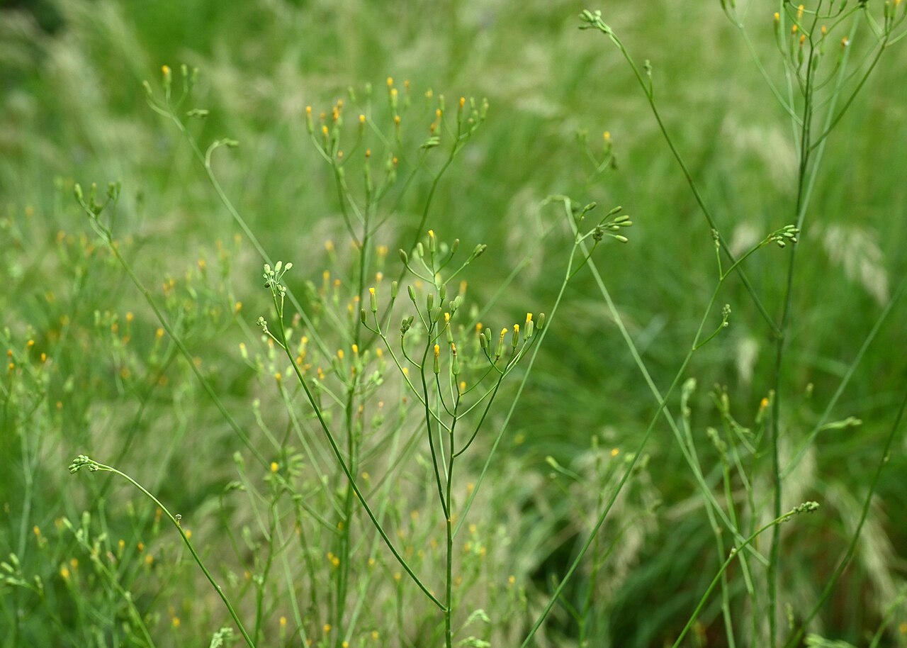 Smallflower hawksbeard: Crepis pulchra in the Botanischer Garten, Berlin-Dahlem