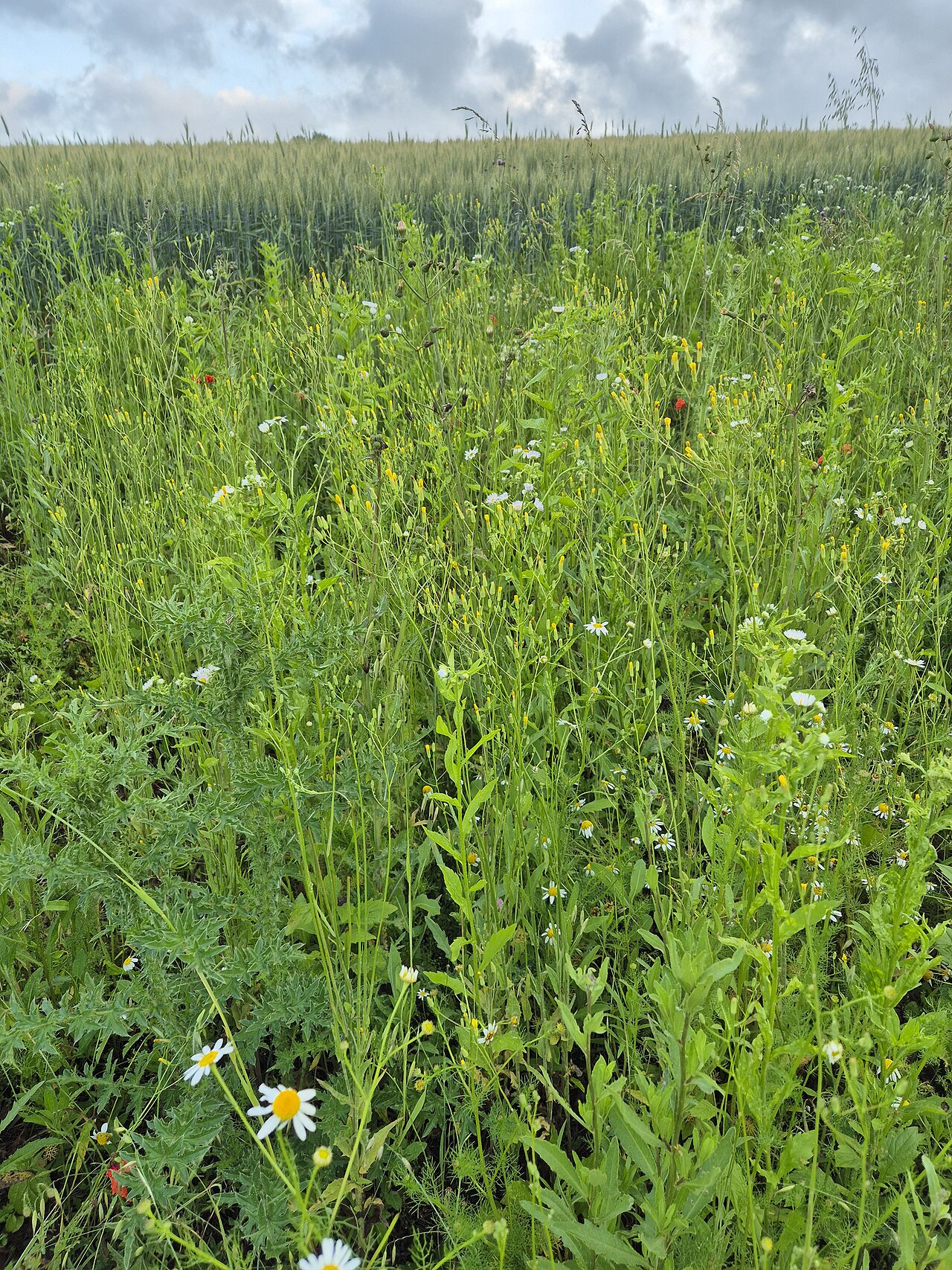 Smallflower hawksbeard: Habitat Taxonym: Crepis pulchra ss Fischer et al. EfÖLS 2008 ISBN 978-3-85474-187-9 Location: O Pfösing, district Mistelbach, Lower Austria - ca. 260 m a.s.l. H