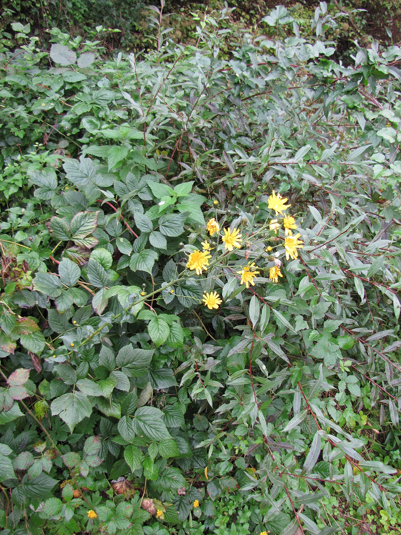 Smallflower hawksbeard: Crepis pulchra in the vicinity of Bosilegrad (SE Serbia).