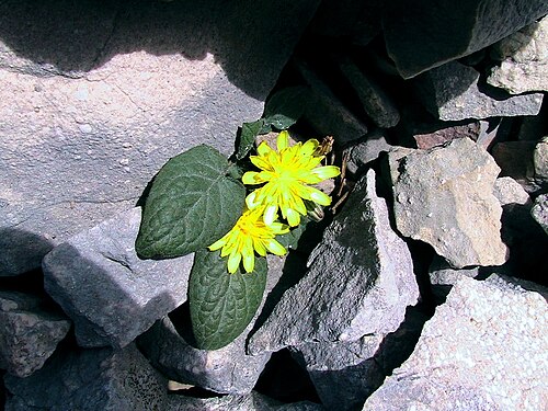 Crepis pygmaea: Crepis pygmaea . In la Bòfia, Odèn (Solsonès - Catalunya). To 1.930 m. altitude