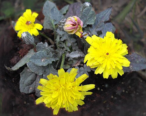 Crepis pygmaea: Crepis pygmaea