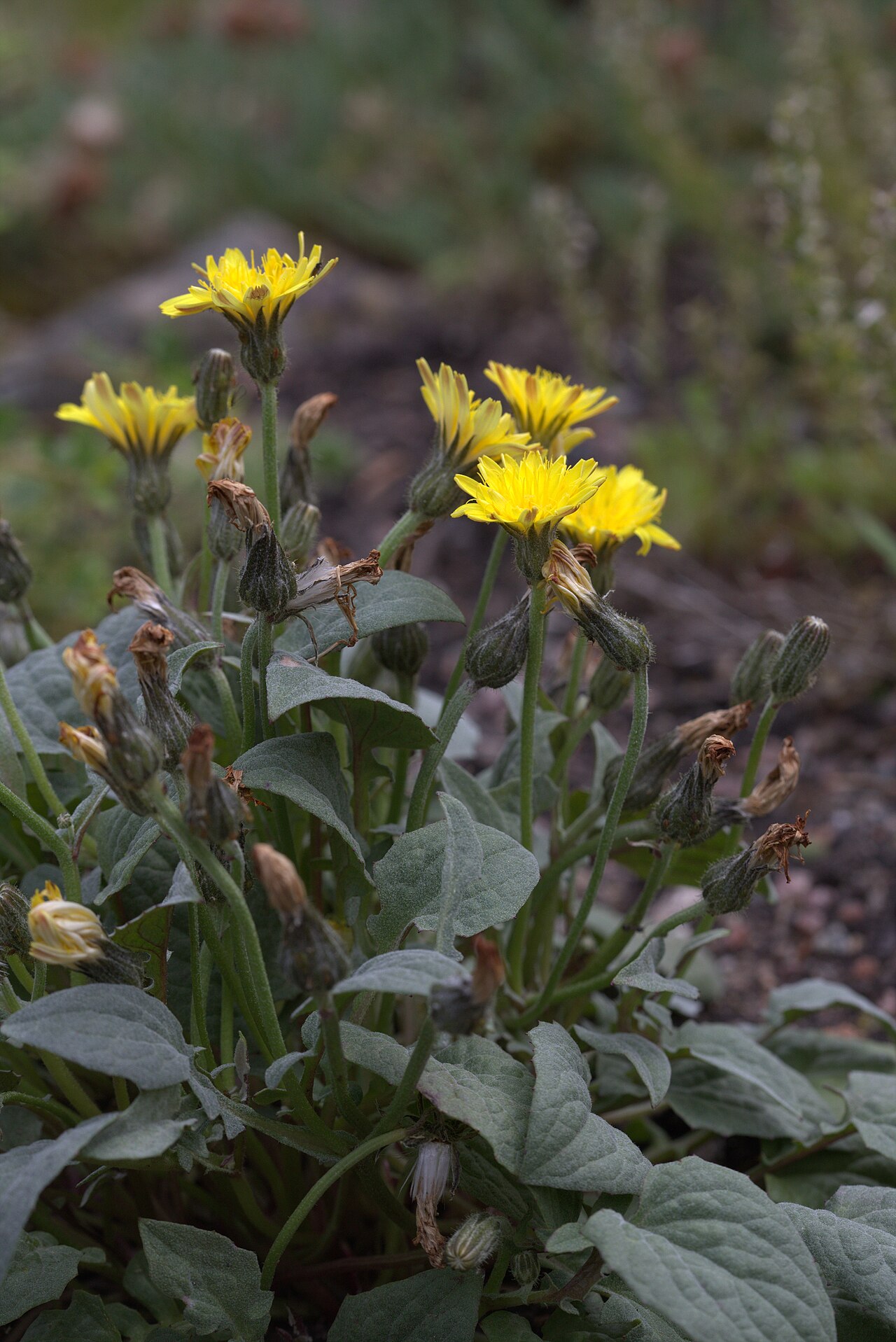 Crepis pygmaea: Crepis pygmaea in Gothenburg Botanical Garden 2015. Plant id: 2014-780 s W.