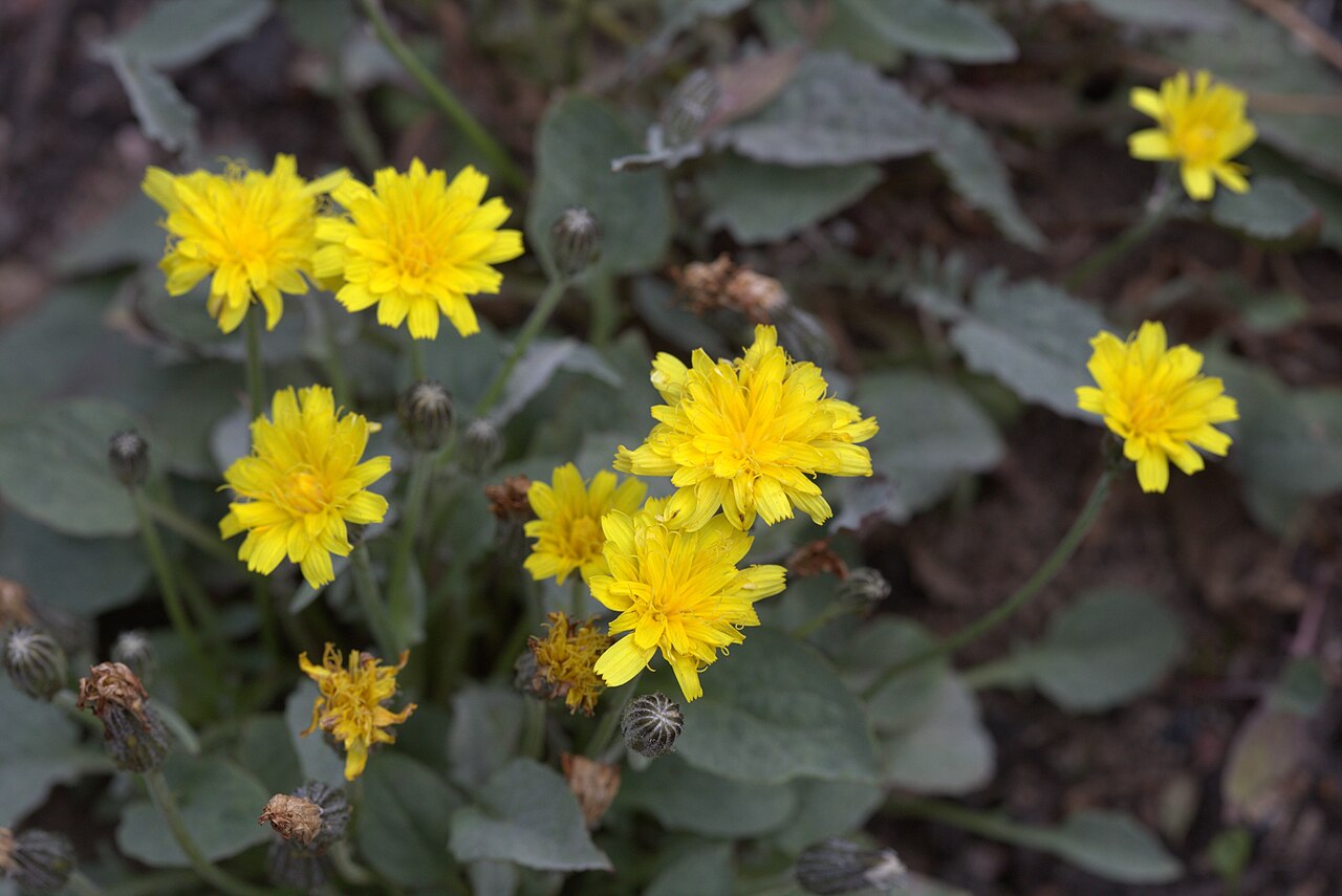 Crepis pygmaea: Crepis pygmaea in Gothenburg Botanical Garden 2015. Plant id: 2014-780 s W.