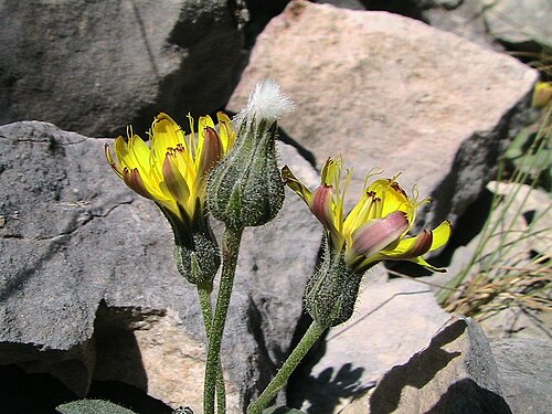 Crepis pygmaea: Crepis pygmeae . In la Bòfia, la Coma i la Pedra (Solsonès - Catalunya). To 1.960 m. altitude