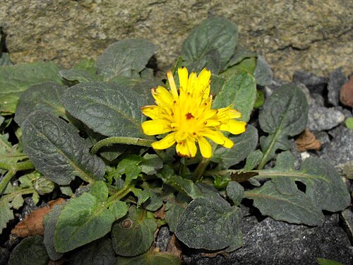 Crepis pygmaea: Crepis pygmaea