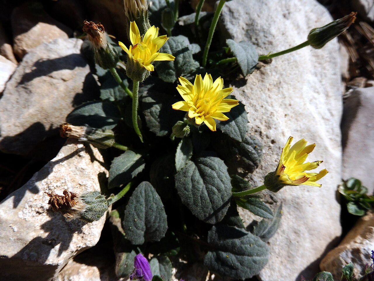 Crepis pygmaea: Crepis pygmaea . In la Bòfia, la Coma i la Pedra (Solsonès - Catalunya). To 1.980 m. altitude