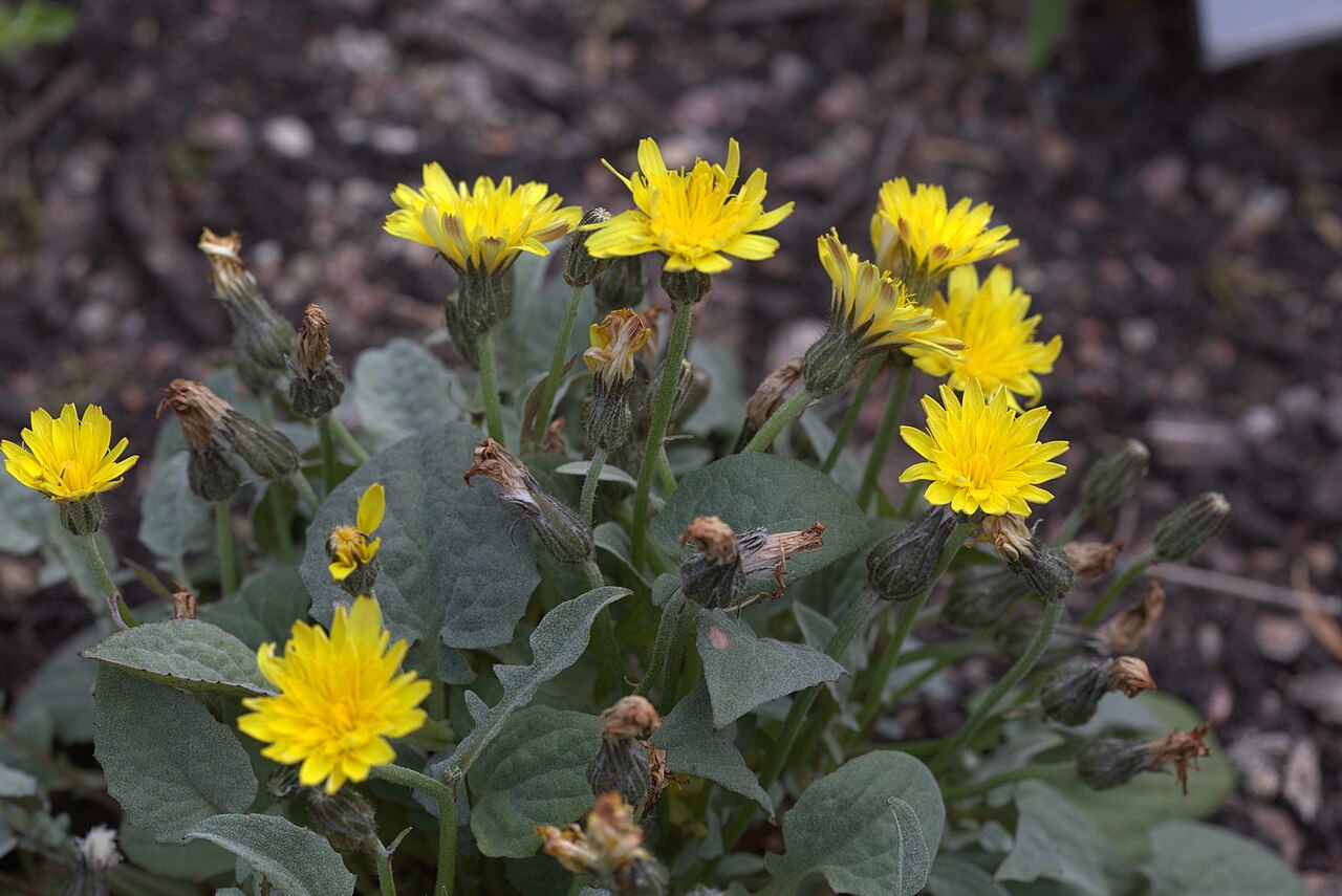 Crepis pygmaea: Crepis pygmaea in Gothenburg Botanical Garden 2015. Plant id: 2014-780 s W.