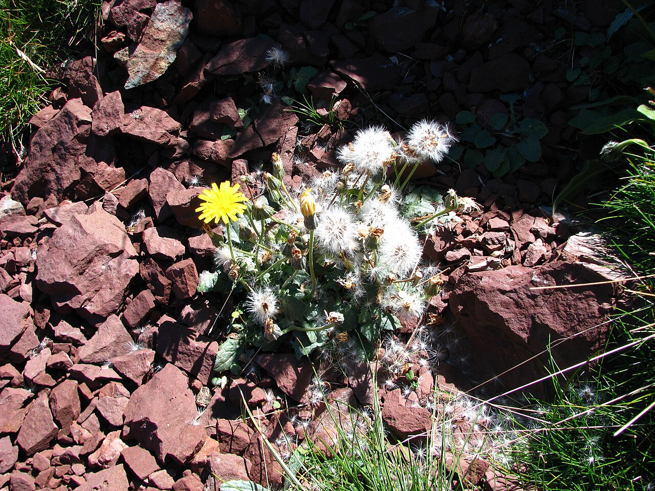 Crepis pygmaea: Crepis pygmea