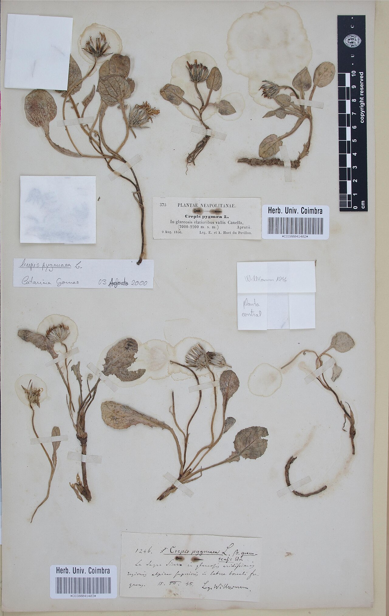 Crepis pygmaea: Photograph of Lectotype of Crepis pygmaea at Herbarium of the University of Coimbra, Portugal (COI). Specimen COI00041402. http://coicatalogue.uc.pt/specimen/CO