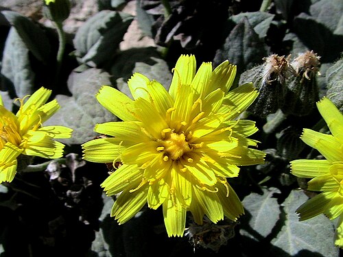 Crepis pygmaea: Crepis pygmeae . In la Bòfia, la Coma i la Pedra (Solsonès - Catalunya). To 1.960 m. altitude