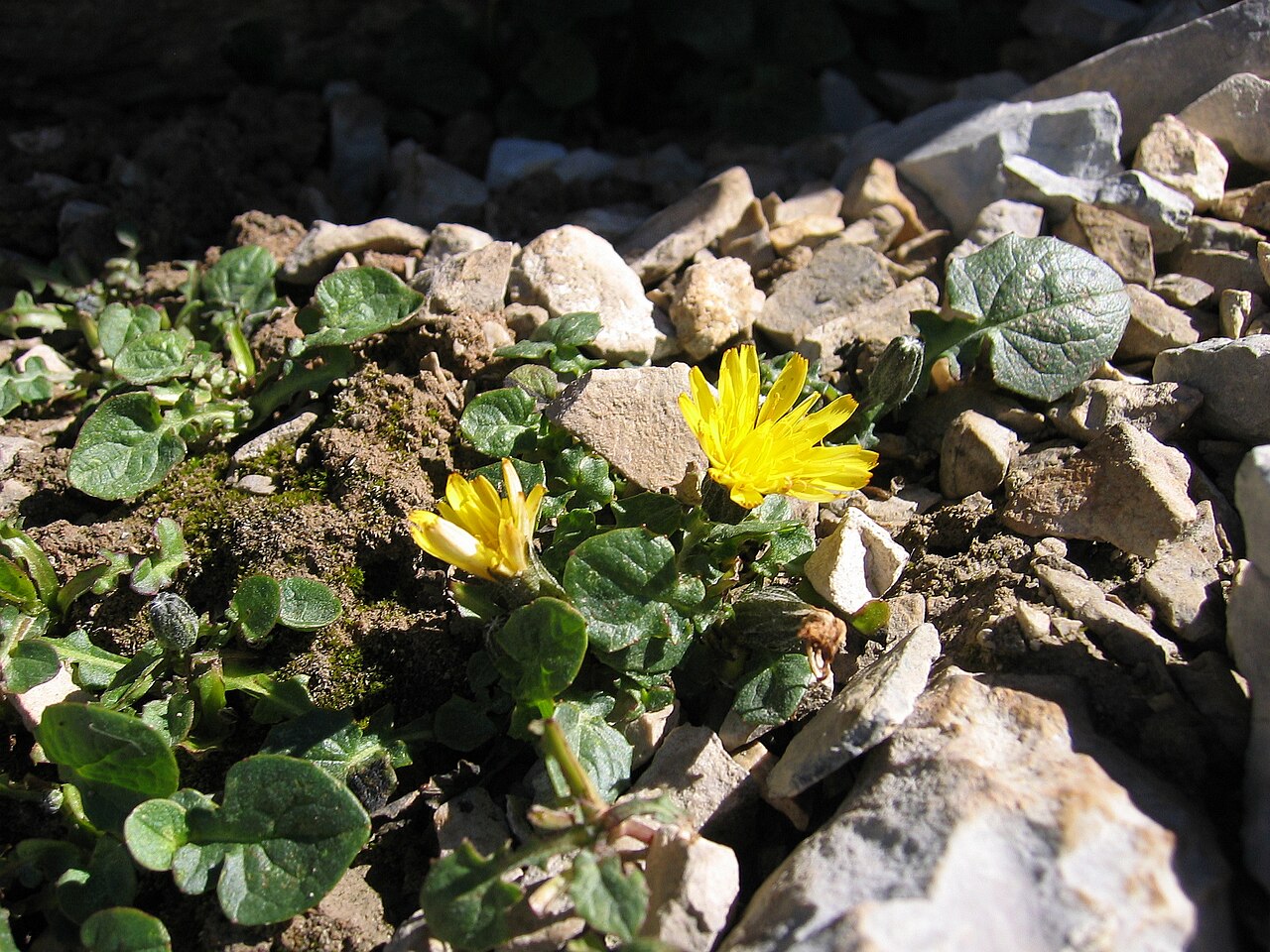 Crepis pygmaea: Crepis pygmaea , Near Breche de Roland ~2900, Pyrenees, Spain