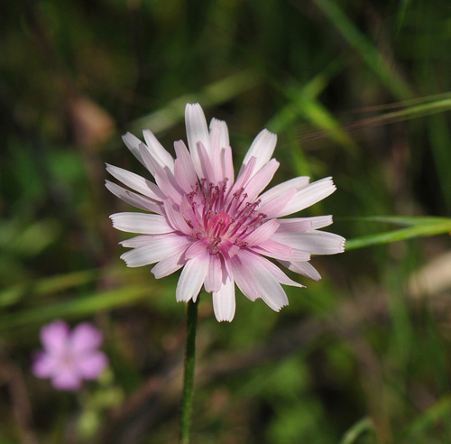 Pink hawk’s-beard (Crepis rubra)